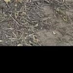 Allis-Chalmers Tractor - Wheel for sale — view 3