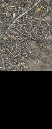 Allis-Chalmers Tractor - Wheel for sale — view 3