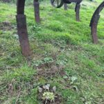 Bomford Tillage - Cultivator for sale — view 4