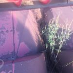 Case IH Header - Row Crop for sale — view 2