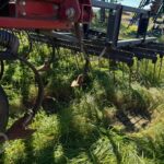 Case IH Tigermate II Tillage - Cultivator for sale — view 5