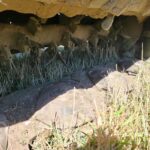 2020 Claas Hay - Mower Conditioner for sale — view 3